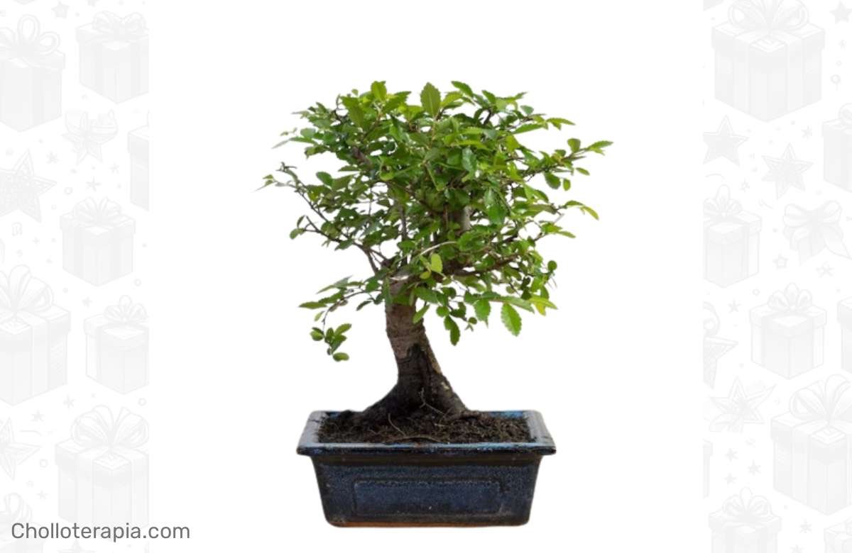 ¡Dale vida a tu hogar con el Bonsai Zelkova Olmo Chino!