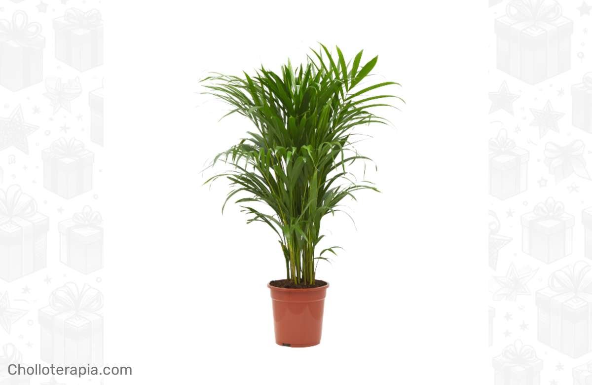 ¡Aprovecha la oferta de la Palmera de Oro en Verdecora hoy mismo!
