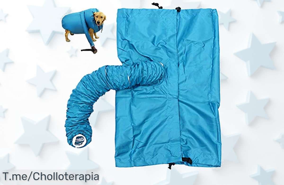 Secador de pelo para mascotas a precio loco: seca y refresca a tu perro en 10 minutos, sin olores desagradables. ¡Aprovecha este ofertón antes que se agote!