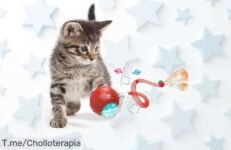 Descubre la pelota de juguete interactiva que hará volar a tu gato de felicidad y llévatela a un precio loco ¡Aprovecha este ofertón antes que se agote!