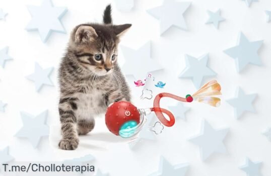Descubre la pelota de juguete interactiva que hará volar a tu gato de felicidad y llévatela a un precio loco ¡Aprovecha este ofertón antes que se agote!