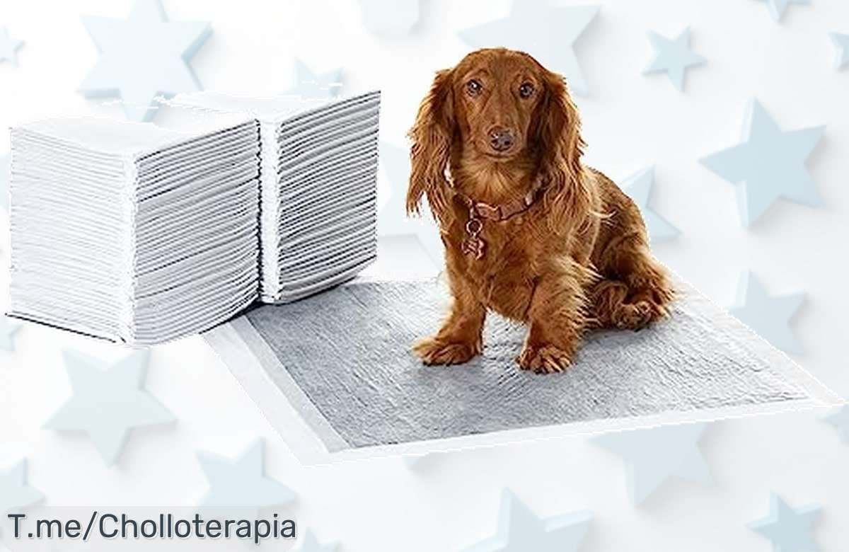 Descubre las almohadillas Amazon Basics con carbón activado que controlan olores y absorben rápido precio loco y descuento brutal no esperes más aprovecha este super chollo ya