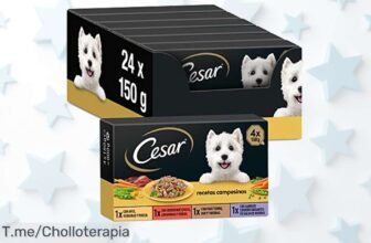 Nuevo pack de Cesar comida húmeda para perros con cuatro sabores naturales sin azúcar el super chollo que tu peludo merece aprovecha este descuento brutal y llévatelo ya precio loco nunca visto
