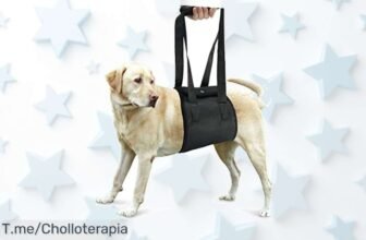 Popetpop arnés fácil para perros mayores con manija que apoya y levanta al instante aprovecha este súper chollo con descuento brutal solo hoy no te quedes sin el ofertón