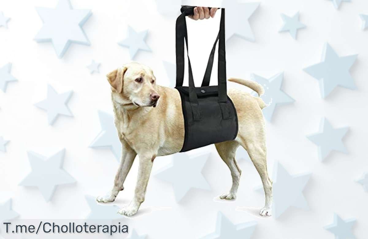Popetpop arnés fácil para perros mayores con manija que apoya y levanta al instante aprovecha este súper chollo con descuento brutal solo hoy no te quedes sin el ofertón