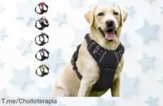 Arnés y chaleco de cuero para perros pequeños y medianos con caída brutal del precio, un super chollo irrepetible lleno de estilo y seguridad para tus peludos, no pierdas la oportunidad que vuela ya mismo ¡hazte con el tuyo!