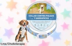 Collar antiparasitario para perros y gatos dewel con protección hasta 8 meses que empieza a funcionar rápido por un precio rebajado imposible de dejar pasar ¡Date prisa y protege a tu peludo ya!