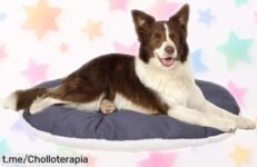 Cama para perros y gatos Ferplast Relax, ¡precio rebajado y un super chollo que hará feliz a tu peludo! Aprovecha esta oferta antes de que desaparezca.