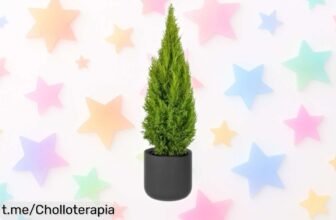 Ciprés limón en maceta con un olorazo irresistible a precio de risa, ¡dale vida y frescura a tu hogar antes que se agoten!