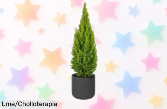 Ciprés limón en maceta con un olorazo irresistible a precio de risa, ¡dale vida y frescura a tu hogar antes que se agoten!