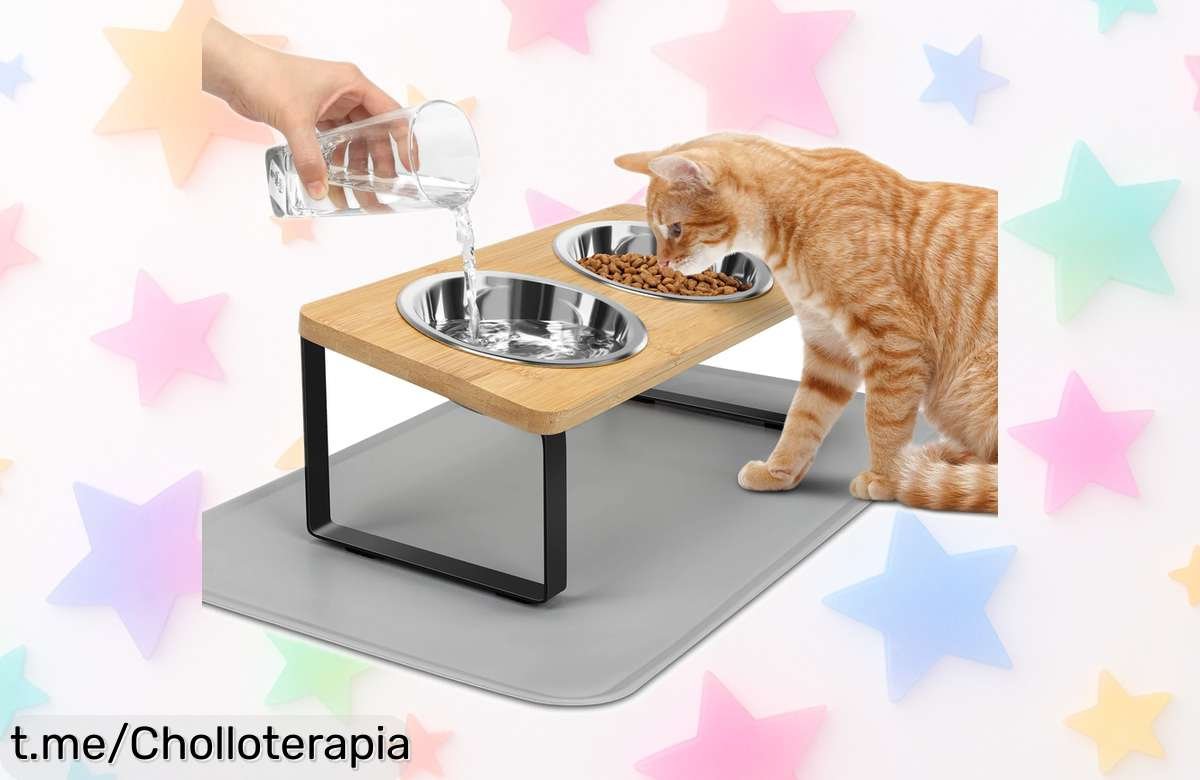 Platos elevados para gatos con cuencos de acero inoxidable, la oferta perfecta que mantiene a tu felino cómodo mientras come ¡No te lo pierdas!