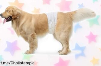 Pañales desechables para perros macho Amazon Basics: el chollazo del pack de 30 con ajuste seguro y ¡adiós líos en casa! No te lo pierdas, ¡aprovecha esta rebaja única ahora mismo!
