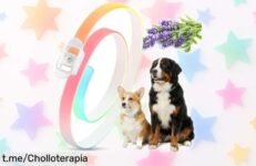 Collar antipulgas y garrapatas que protege a tu perro durante 8 meses. ¡Cupón disponible! Quítale esos bichos molestos por un precio de risa, no te lo pierdas.