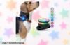 Collar con luz LED ultrabrillante de PAJ, la forma más segura y colorida de pasear a tu peludo: ¡aprovecha este ofertón que iluminará sus noches!
