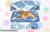 Descubre la alfombra refrescante TOGETDREAM para perros grandes que mantendrá a tu peludo fresquito y protegido, ¡una oportunidad única que no podrás dejar escapar!