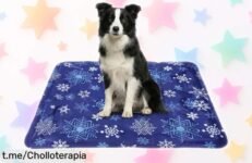 Descubre la alfombrilla refrescante OYIWINMI para tus mascotas, ideal para que estén fresquitos este verano a un precio de ganga que no puedes dejar escapar.