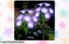 Deslumbrantes luces solares en forma de flores Qoosea, ¡rebajadas para iluminar tus noches! Dale vida a tu jardín y sorprende a todos. No te quedes sin ellas.
