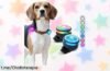 Ilumina las noches con el pack de 2 luces LED PAJ 2X y siente la tranquilidad de ver a tu perro en cualquier momento, ¡no te quedes sin ellas!