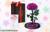 Impresionante rosa eterna natural en cúpula de cristal Touloube: ¡regálale amor duradero con un detalle romántico que nunca olvidará! Aprovecha este precio de escándalo ahora.