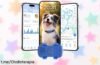 Localizador GPS 4G para perros: tranquilidad total con alertas y resistencia al agua, ¡aprovecha ahora este chollazo que no durará!
