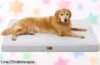 Cama para perros Cozy Kiss XXL con espuma ortopédica y funda lavable a precio loco ¡Esto es un super chollo que tu peludo merece! No dejes pasar esta oportunidad única.