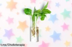 Maceta colgante de pared con tubos de vidrio que transformará tu espacio, ¡aprovecha este chollo increíble antes de que volar!