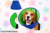 Collar isabelino ajustable para perros que detiene picazón y lamido, ahora a un precio loco: ¡cuida a tu peludo sin complicaciones y aprovecha este ofertón!